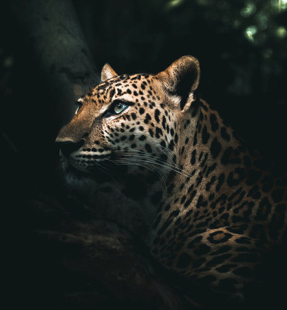Leopard in the forest, close-up portrait of a wild animalの写真素材