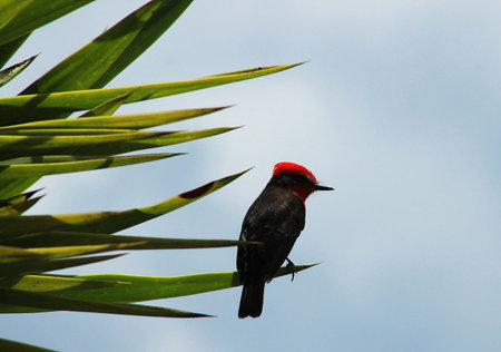 A red-headed woodpecker perched on a palm tree.