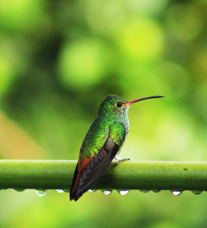 Hummingbird (archilochus colubris) in rainforest, Ecuadorの写真素材