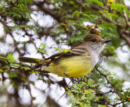 Female Yellow-bellied Flycatcher on a branch of a treeの写真素材