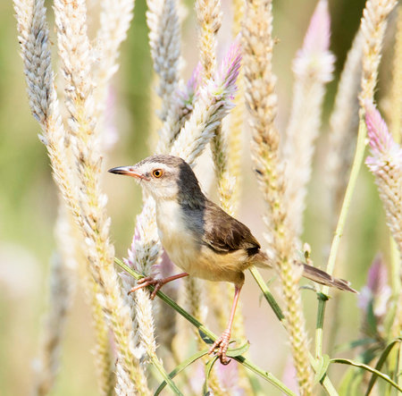 Plain Prinia (Prinia palustris) perched on a flowerの写真素材