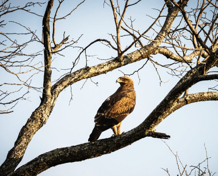 Buzzard sitting on a tree in the Okavango Delta, Botswana.