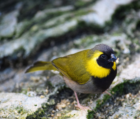 Black-crested Bulbul (Pycnonotus melanoleucus)の写真素材