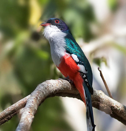 Red-necked Starling (Lamprotornis ruficollis) perched on a branchの写真素材