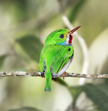beautiful green bird perching on a branch in the rainforestの写真素材