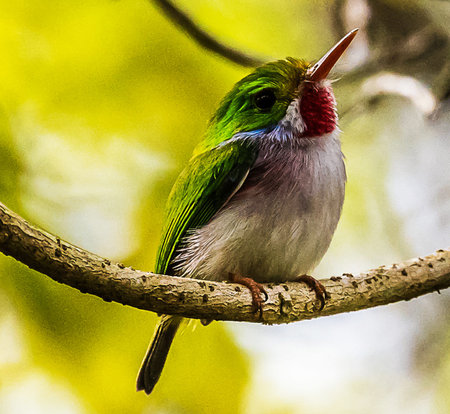 Colorful bird on a branch in the forest. Wildlife scene from nature.の写真素材