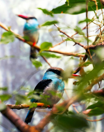 Blue-crowned Kingfisher (Halcyon leucogaster)の写真素材