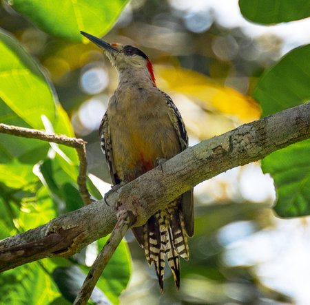 Red-bellied Woodpecker (Picus rufescens) perched on a tree branch.の写真素材