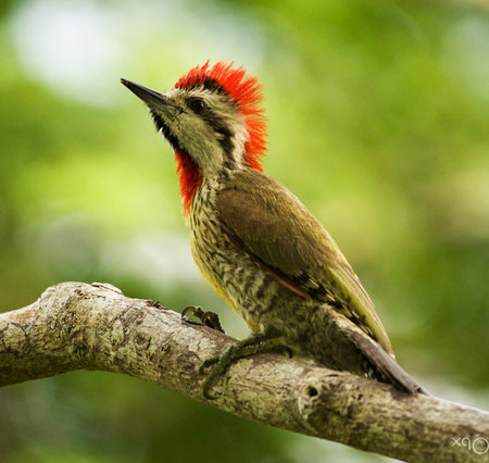 Black-headed Woodpecker (Picus carolinensis)の写真素材