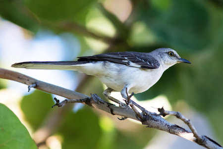 White-vented Mockingbird (Mockingbird) on a branchの写真素材