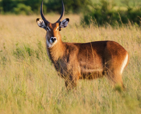 Male Waterbuck (Kobus ellipsiprymnus) in grasslandの写真素材