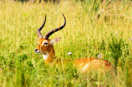 Male Impala in Masai Mara National Park, Kenya, Africaの写真素材