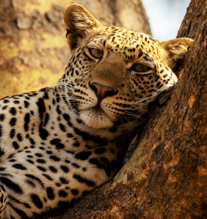 Portrait of a leopard in a tree, Kruger Park, South Africaの写真素材