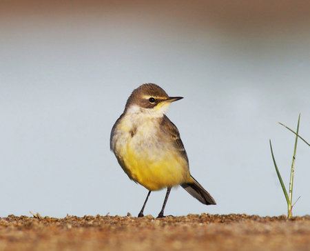 Yellow Wagtail, Motacilla alba, single bird on ground, Warwickshireの写真素材