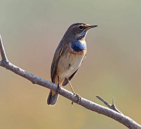 Bluethroat (Luscinia svecica) on a branchの写真素材