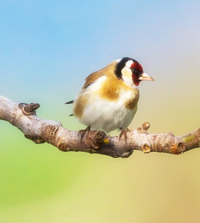 Goldfinch (Carduelis carduelis) perched on a branchの写真素材