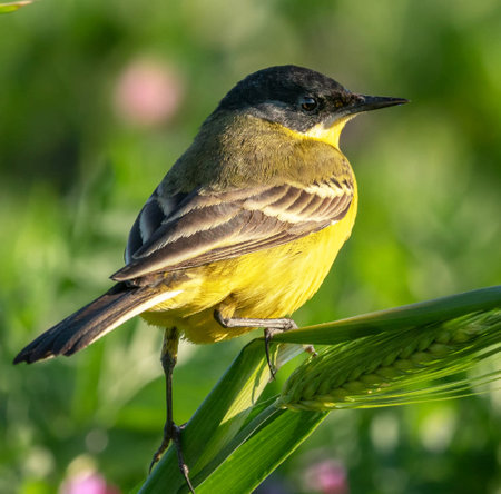 Yellow Wagtail (Motacilla flava) perched on a blade of grassの写真素材