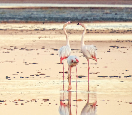 Greater flamingo (Phoenicopterus roseus) at Walvis Bay, Namibiaの写真素材