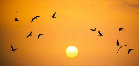 Silhouette of a flock of seagulls flying at sunsetの写真素材