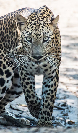 Leopard in Chobe National Park, Botswana, Africa.