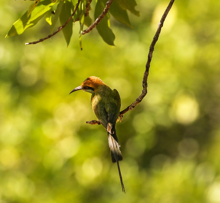 Bee eater on a tree branch with green foliage in the background.の写真素材