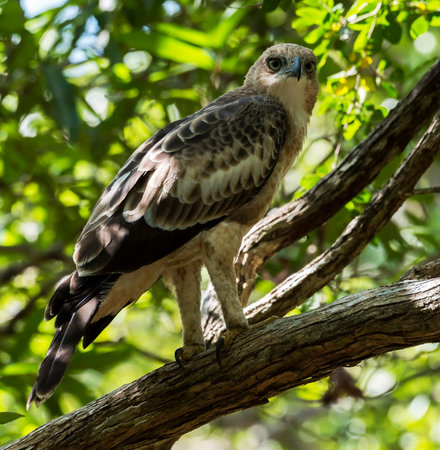 Hawk sitting on a branch in the jungle of Belize.