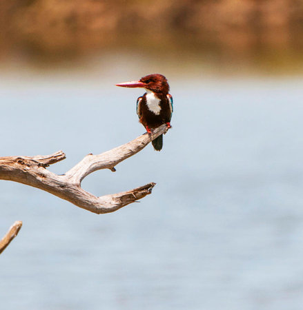 White-throated Kingfisher (Halcyon smyrnensis) perched on a branchの写真素材