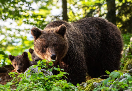 Brown bear (Ursus arctos) family in the forest