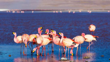Flamingos at Salar de Uyuni, Bolivia
