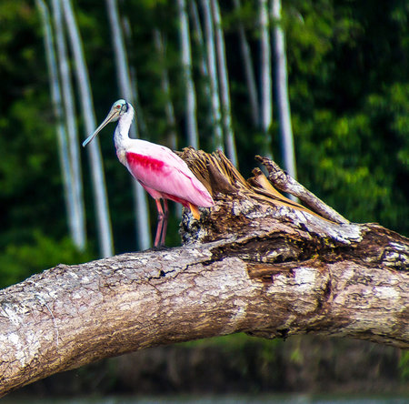 Roseate spoonbill on a tree branch in the rainforest.の写真素材