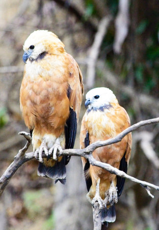 Red-veined kite (Aquila chrysaetos)の写真素材