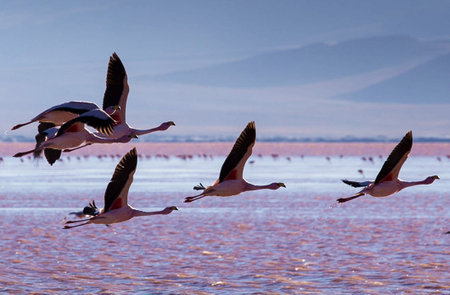 Flamingos in the Laguna Colorada, Bolivia.の写真素材