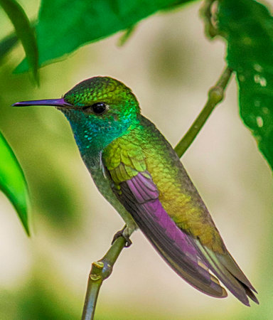 Colibri, hummingbird from Costa Rica,bird perching on a branch,beautiful hummingbird from Costa...