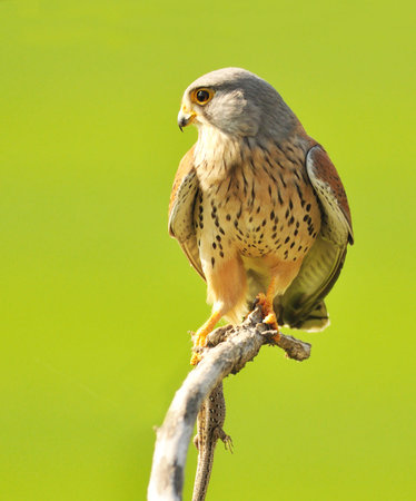 Female Kestrel (Falco tinnunculus) perched on a branchの写真素材