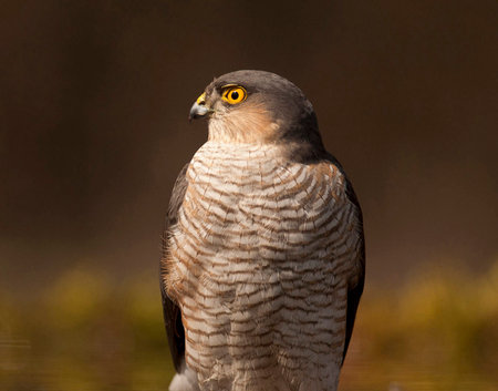 Northern goshawk (Accipiter gentilis) in its natural enviromentの写真素材