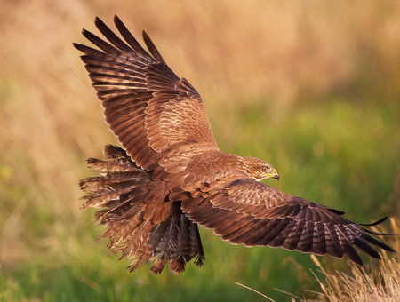 Common buzzard (Buteo buteo) in flightの写真素材