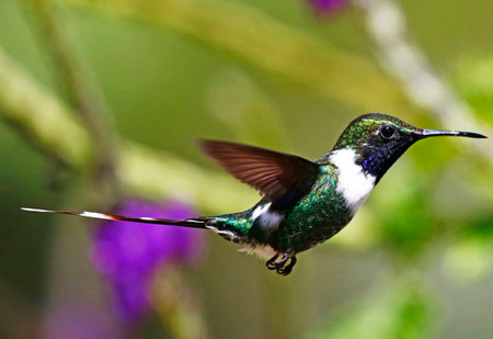 Ruby-throated Hummingbird (archilochus colubris) in Ecuador, South Americaの写真素材