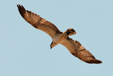 Osprey (Pandion haliaetus) in flight against a blue sky