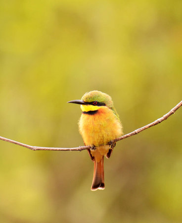Bee eater (Merops apiaster) perched on a twigの写真素材