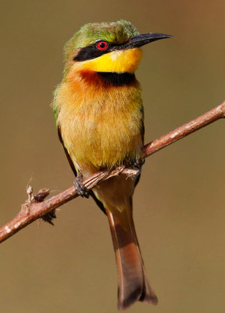 Chestnut-headed Bee eater (Merops Apiaster)