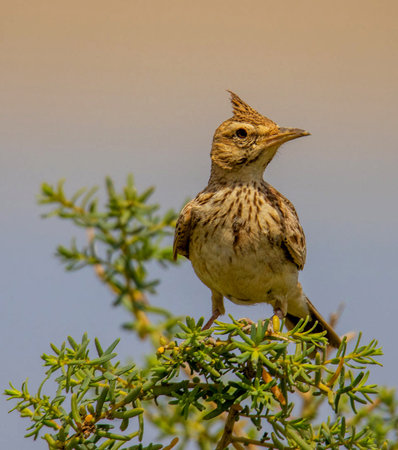 Crested Lark sitting on a branch of a juniperの写真素材
