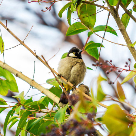 Yellow-vented Bulbul (Pycnonotus goiavier) in a treeの写真素材