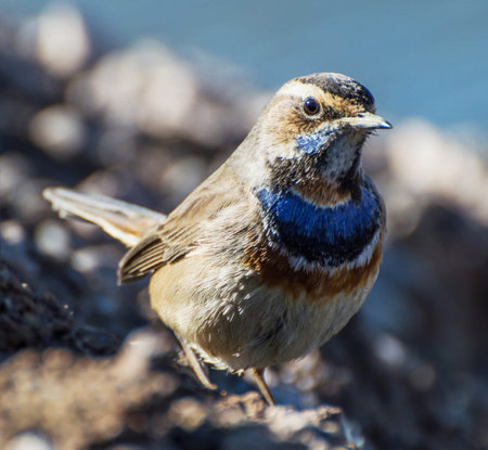 Bluethroat (Luscinia svecica). Russia. Moscow.の写真素材