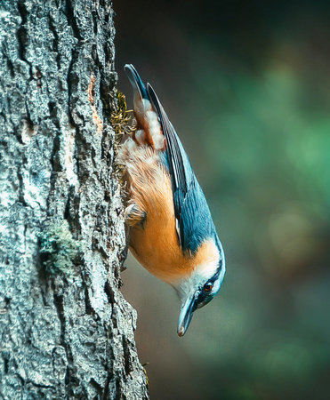 Nuthatch on a tree in the forest. Bird in the nature.の写真素材