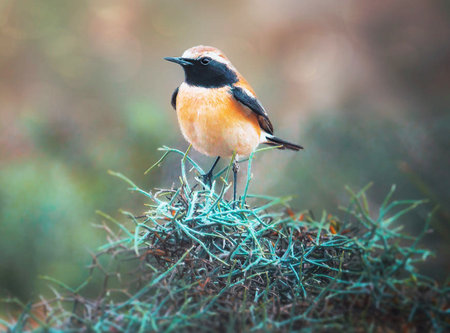 Male stonechat (Saxicola rubicola) perched on a mossy branch