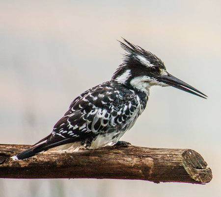 Pied kingfisher (Ceryle rudis) on a branchの写真素材