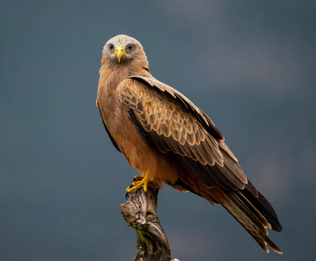 Close-up of a Black Kite (Milvus migrans)の写真素材