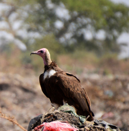 Griffon Vulture (Gyps fulvus) at the carcassの写真素材