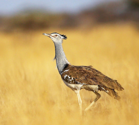 Kori bustard, Otis tarda, single bird in grass, South Africaの写真素材