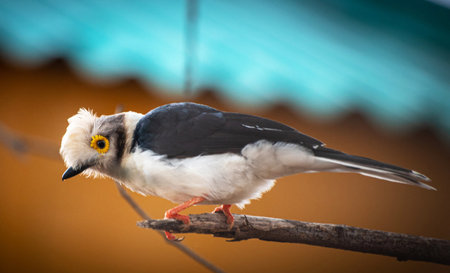 White-crested Bulbul bird perched on a tree branchの写真素材